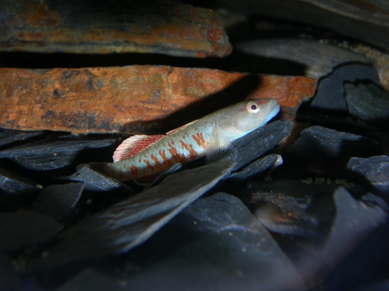 Rhinogobius zhoui Dscn6010