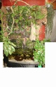 aquaterrarium ou mur végétal Mur_va11