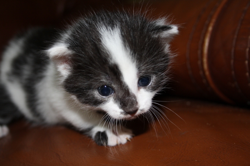 Chatons type norvégiens à réserver Img_1511