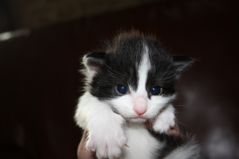 Chatons type norvégiens à réserver Img_1512