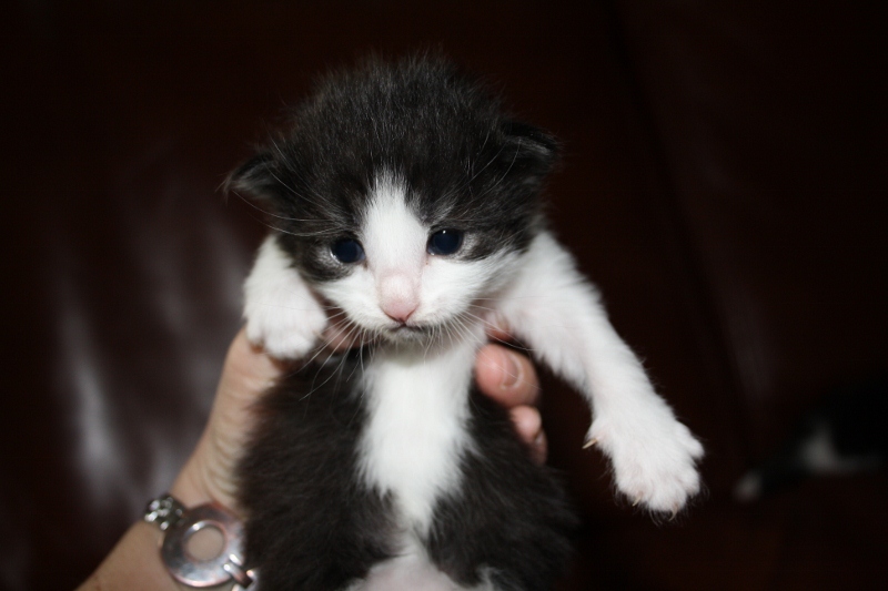 Chatons type norvégiens à réserver M210