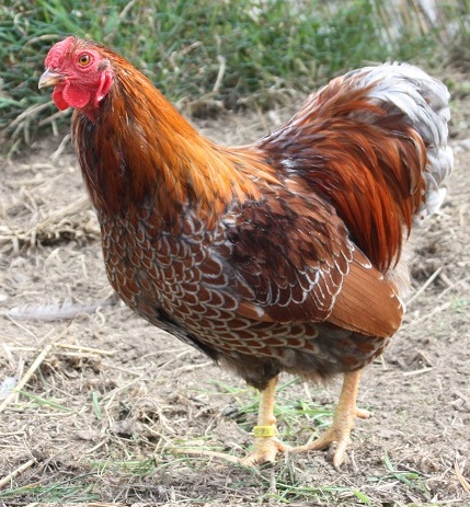 Les variétés de wyandottes naines en imagier 00710