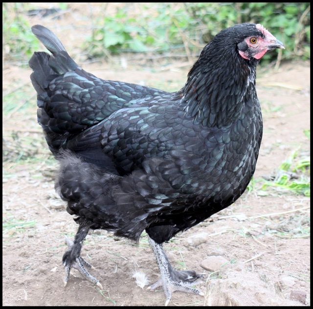 une de mes marans  02010