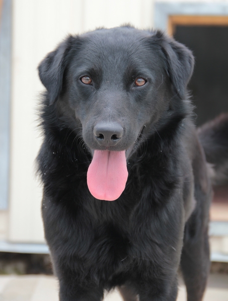 Danko, croisé Labrador noir, 4 ans - ADOPTÉ 2706_216