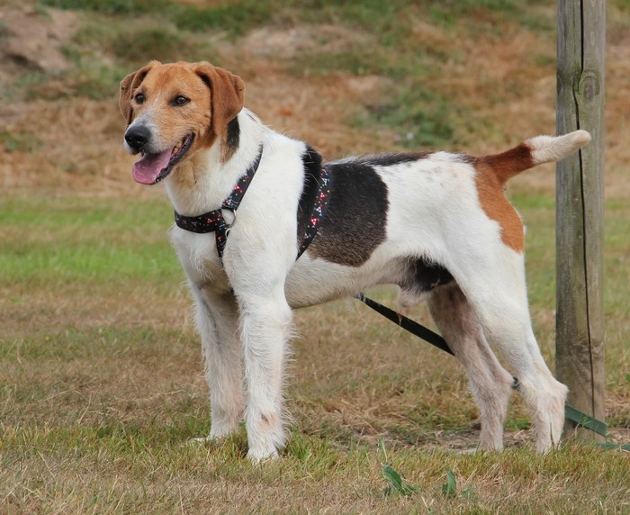 ACTIF, croisé beagle mâle, 11 ans (72) Actif10