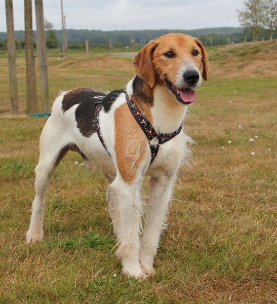 ACTIF, croisé beagle mâle, 11 ans (72) Actif_17