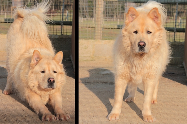 CHOUCHOU, type x chow-chow, (m )) 01/05/2007/ - LDAS REF(72) Chouch16