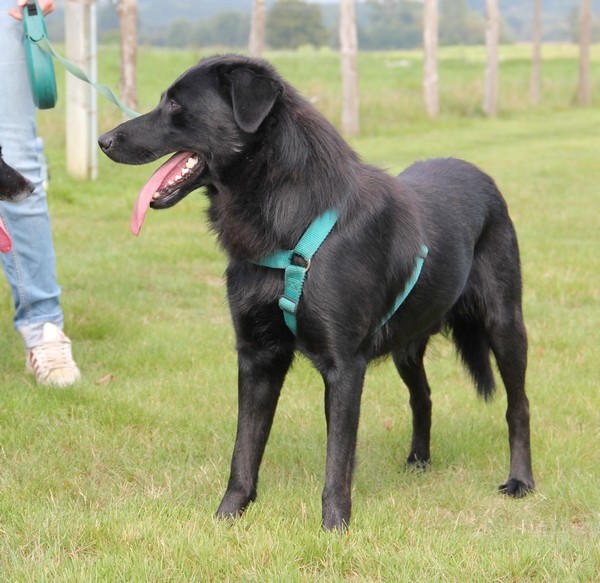 Danko, croisé Labrador noir, 4 ans - ADOPTÉ Danko_12