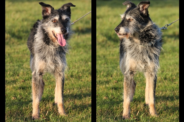 FOXY - fox terrier 8 ans - LDAS à Neuville sur Sarthe (72) Foxy_010