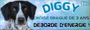 DIGGY - x braque 6 ans  (4 de refuge)- LDAS à Neuville sur Sarthe (72) Mini_d12