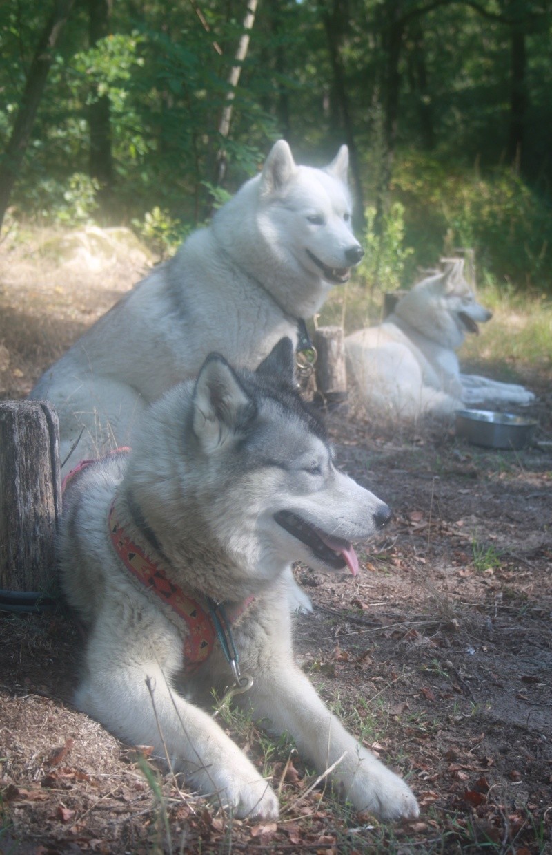 CALY 4 ans femelle husky un superbe TOP MODELE PAR (23) ADOPTEE - Page 2 01810