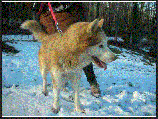 FROST husky (m)  5 ans  REF:19   ADOPTE Frost10