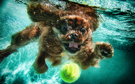 Nos chiens sont des sacrés plongeurs a voir ! Image011