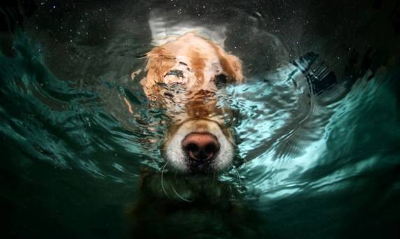 Nos chiens sont des sacrés plongeurs a voir ! Image012
