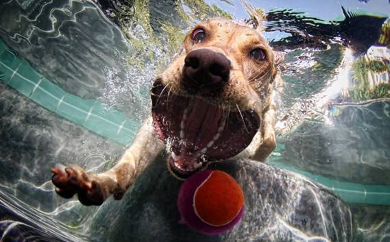 Nos chiens sont des sacrés plongeurs a voir ! Image019