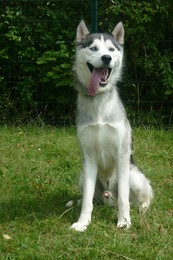 NESKO HUSKY MALE 1 AN REF (60) ADOPTE Imf_co15