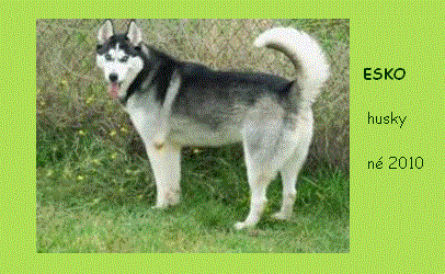 esko - ESKO Husky 2010 REF:51 ADOPTE Sans_t20