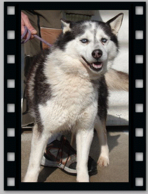 KAYA. husky (m) noir et blanc REF:81 ADOPTE Sans_t21