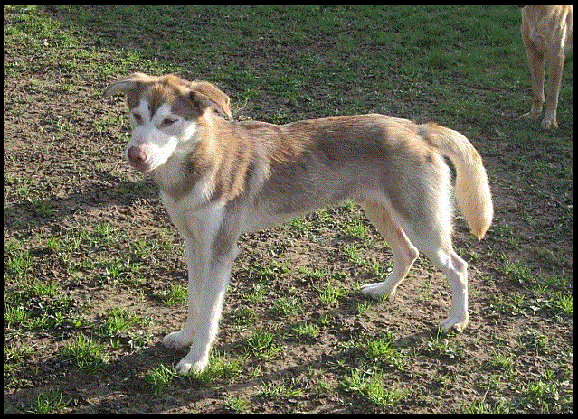 SHADOW x husky (m) 3 ans etdemi  REF:44 ADOPTE Sans_t23