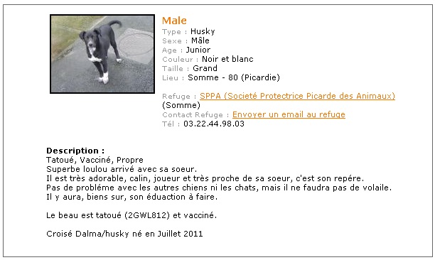 MALE x Husky REF:80 ADOPTE Sans_t25