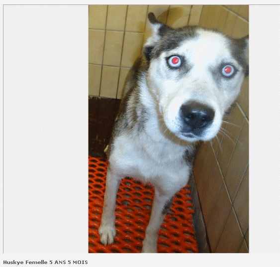 HUSKY 5 ans 5 mois gris blanc(f) REF: BELGIQUE  ADOPTEE Sans_t31