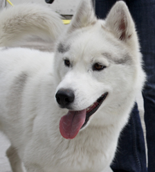TIPPEX HUSKY MALE UN SUPERBE LOUP IRRESISTIBLE REF (95)ADOPTER Web_ch12