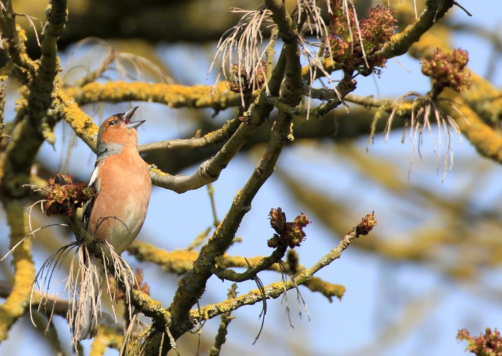 C est le printemps,a chante ! Img_2312