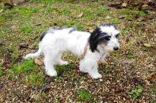HERMIONE - femelle X Fox Terrier - 5 mois - GALIA (85) Hermio11