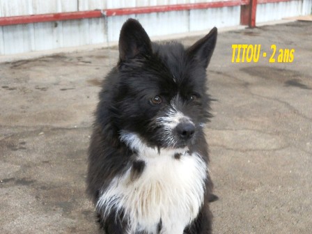 TITOU - mâle Cairn Terrier - 2 ans - GALIA (85) Titou_10