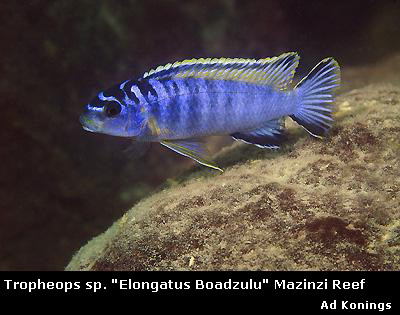  Tropheops sp. elongatus boadzulu Trophe12
