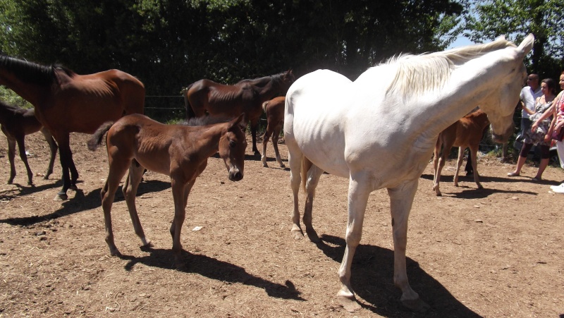 grosse urgence arret d un elevage de chevaux dans le 22 risquent boucherie Aisha10
