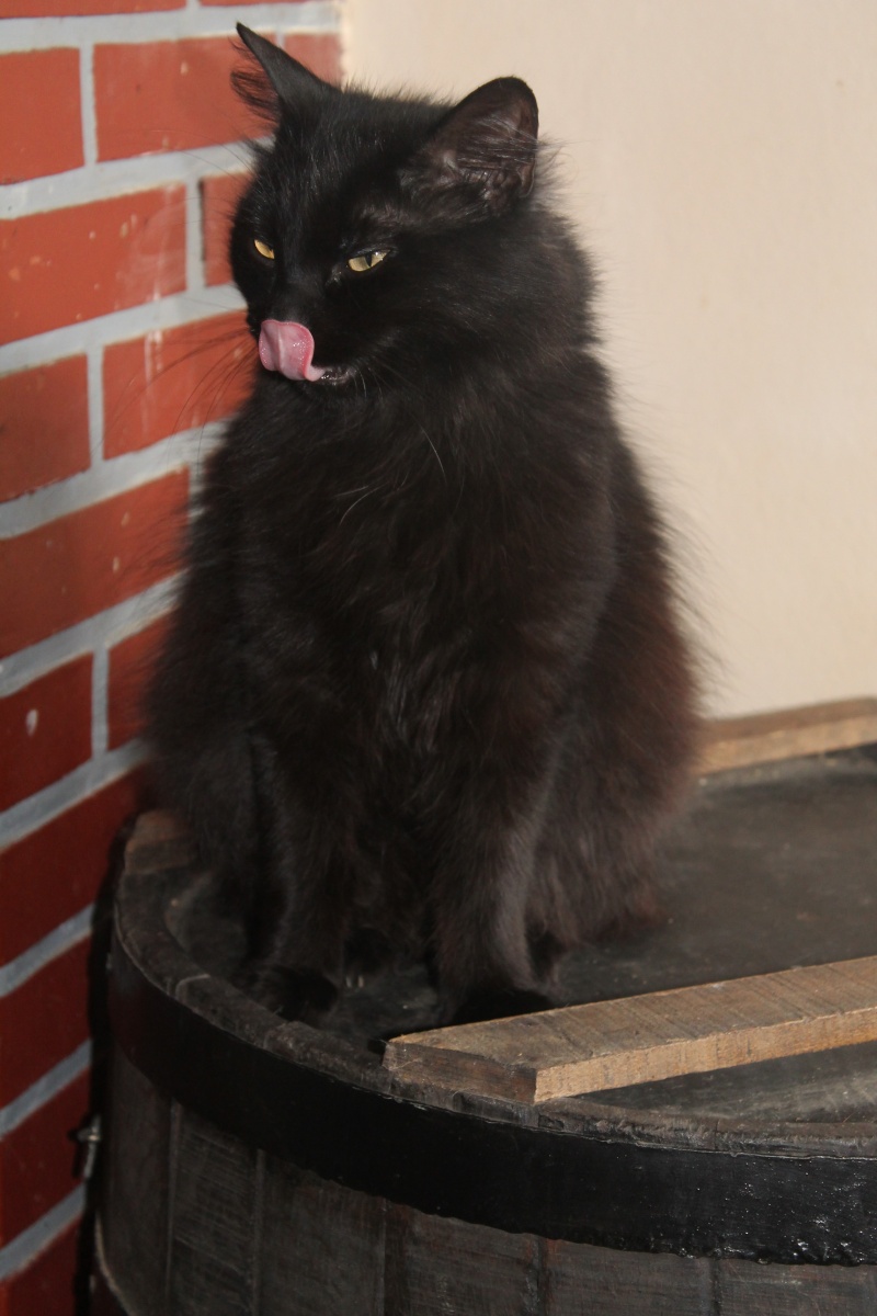 EPICE magnifique chatte noire angora née le 01/06/2009 adoptée - Page 6 Img_0513