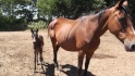 grosse urgence arret d un elevage de chevaux dans le 22 risquent boucherie Java10