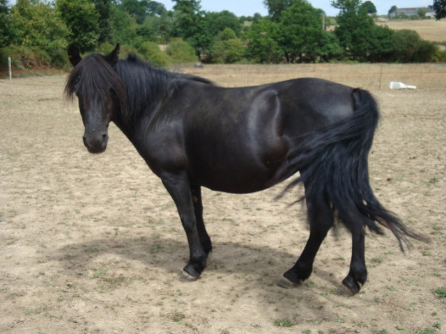 dep35 jolita de la halte ponette de 13 ans a adopter sous contrat de l asso bds Jolita10