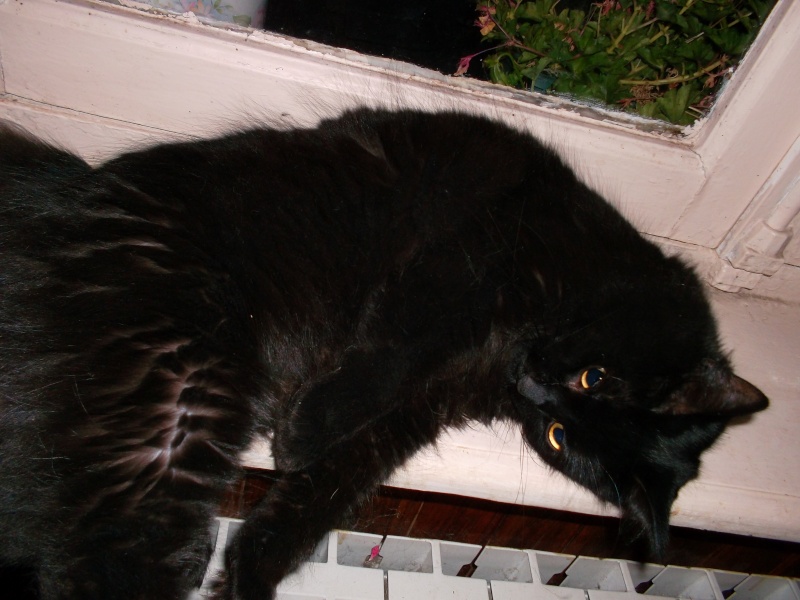 EPICE magnifique chatte noire angora née le 01/06/2009 adoptée Sam_0014