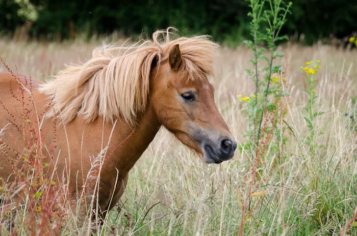 dep35 sibelle ponette onc alezane de 5 ans Sibell29