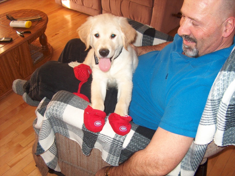 Labrador (golden retreiver) 2 ans opéré Inook10