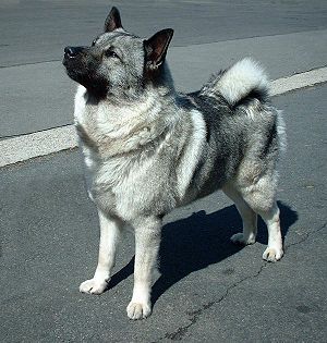 Norwegischer Elchhund grau 1105