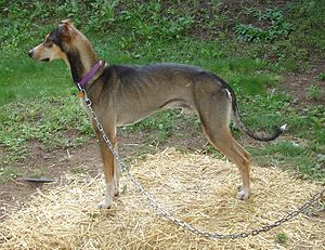 Europäischer Schlittenhund 191