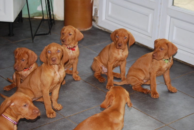 Concours photos Juillet / Aôut (Chiots Braque Hongrois) 27_avr12