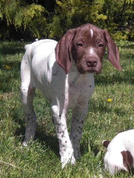 Concours photos Juillet / Aôut (Chiots Braque Français Type Pyrénées ) B607fe10