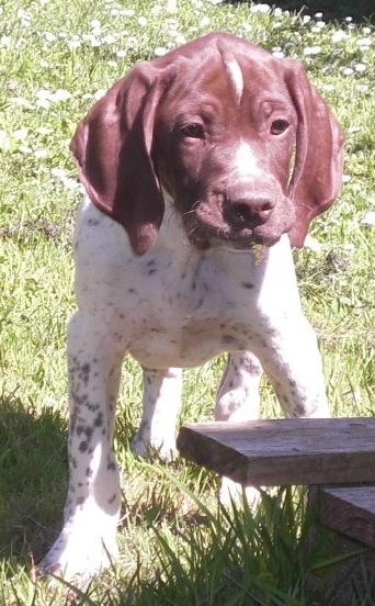 Concours photos Juillet / Aôut (Chiots Braque Français Type Pyrénées ) C0ac7310