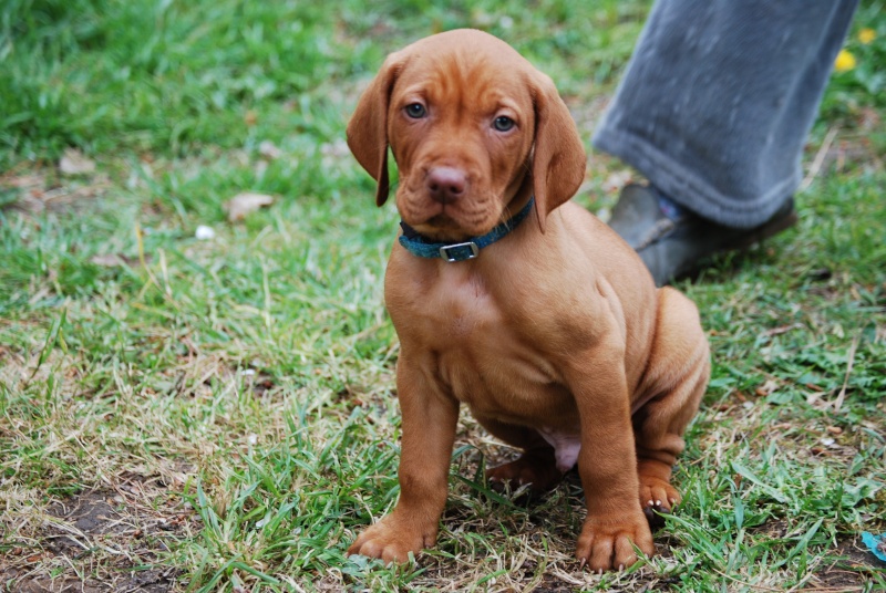 Concours photos Juillet / Aôut (Chiots Braque Hongrois) Hoedic11