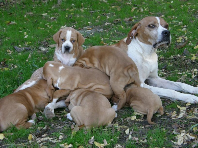 Concours photos Juillet / Aôut (Chiots Braque Portugais) Pa120010