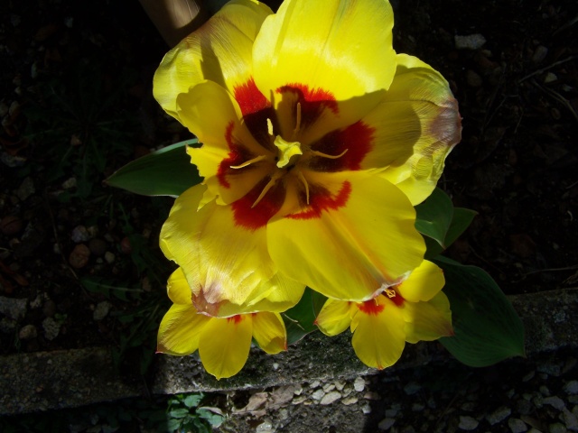 Tulipes Mes_pl36