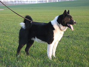 Karelischer Bärenhund    300px-26