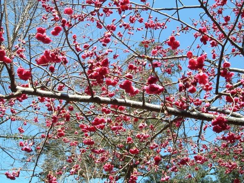 Flowering cherry bonsai at Kokufu 2-20-110