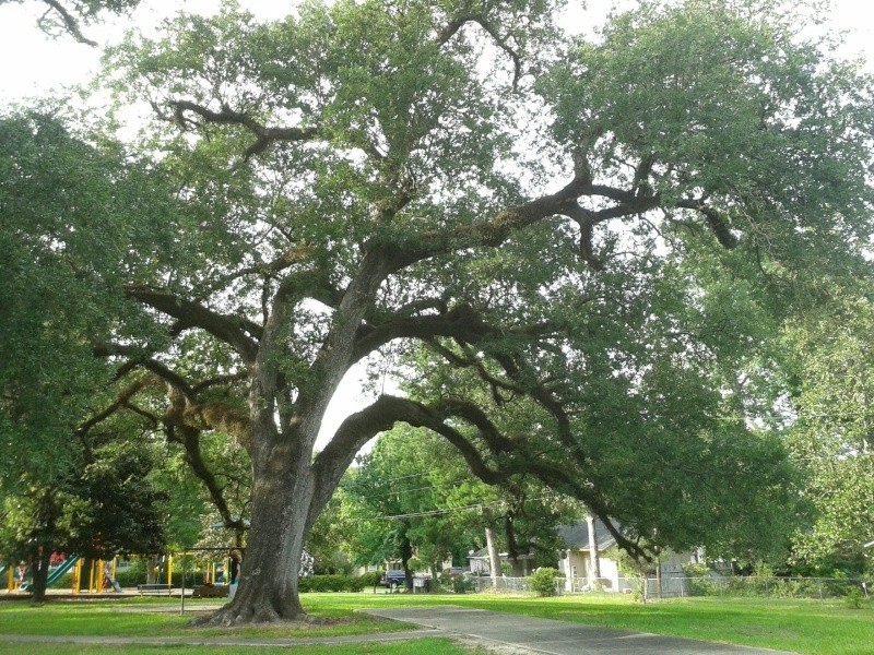 Live Oaks and Boxwoods 2012-023