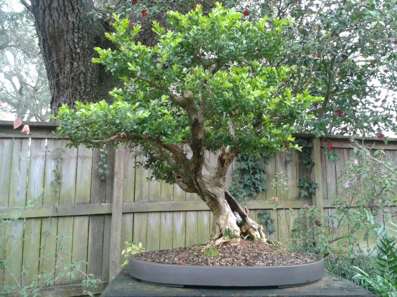 Live Oaks and Boxwoods 2012-025
