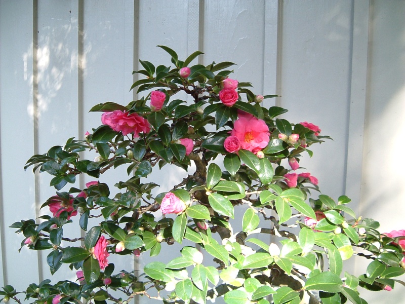 camellia ready for spring Camell11